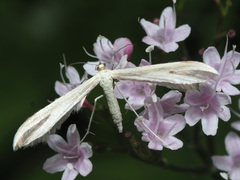 Pterophorus pentadactyla