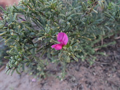 Indigofera angustata