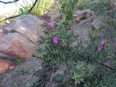 Indigofera angustata