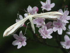 Pterophorus pentadactyla