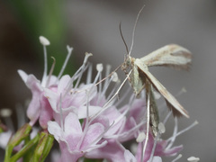 Pterophorus pentadactyla