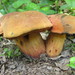 Deceiving Bolete - Photo (c) Marjan Kustera, some rights reserved (CC BY-NC-ND)