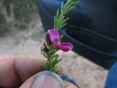 Indigofera angustata