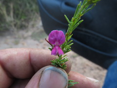 Indigofera angustata
