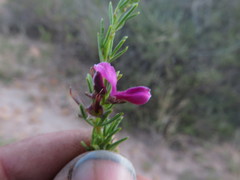 Indigofera angustata