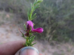 Indigofera angustata
