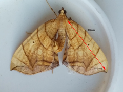 Eulithis gracilineata