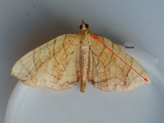 Eulithis diversilineata