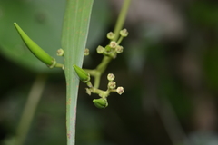 Parsonsia alboflavescens