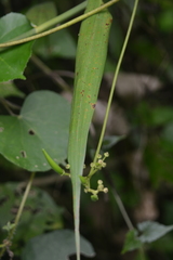 Parsonsia alboflavescens