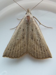 Macrochilo louisiana