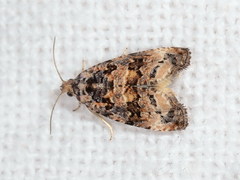 Endothenia gentianaeana