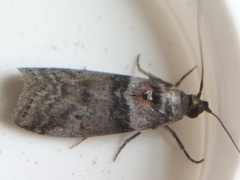 Acrobasis caryae