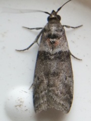 Acrobasis caryae