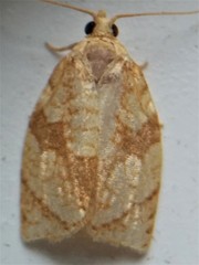 Adoxophyes negundana