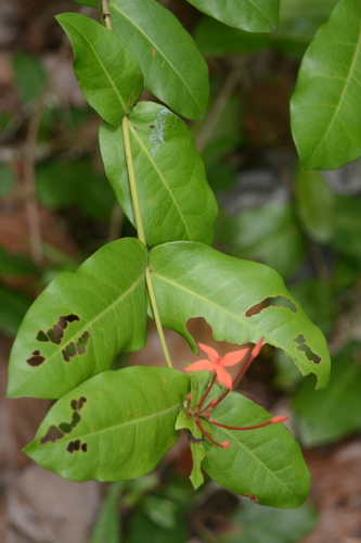 Ixora chinensis