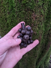 Lithocarpus aggregatus