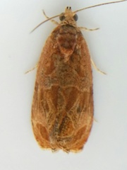 Olethreutes nitidana