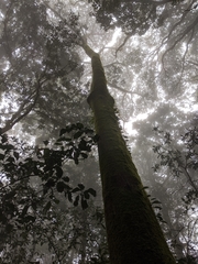 Lithocarpus aggregatus