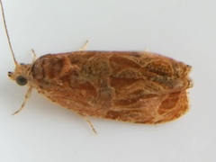 Olethreutes nitidana