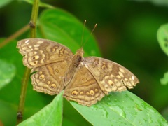Junonia chorimene