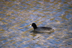 Fulica atra