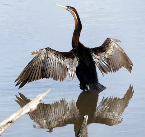 African Darter