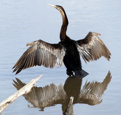 African Darter photo 2