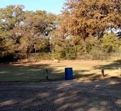 Odocoileus virginianus
