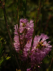 Melaleuca diosmatifolia