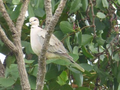 Streptopelia vinacea