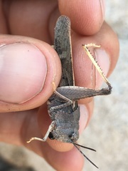 Cratypedes neglectus