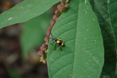 Lilioceris quadripustulata