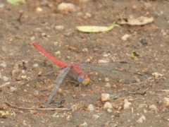 Crocothemis divisa