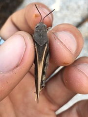 Cratypedes neglectus