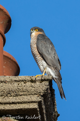 Accipiter nisus