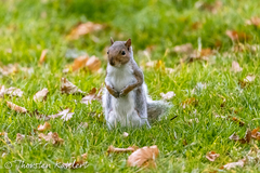 Sciurus carolinensis