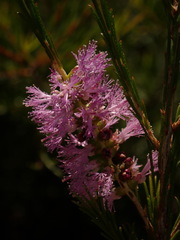Melaleuca diosmatifolia
