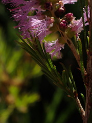 Melaleuca diosmatifolia