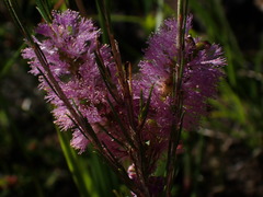 Melaleuca diosmatifolia