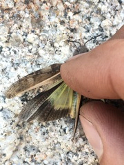 Cratypedes neglectus