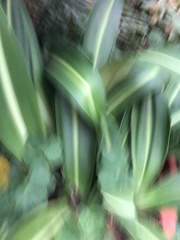 Hippeastrum striatum