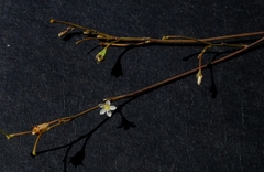 Wahlenbergia androsacea