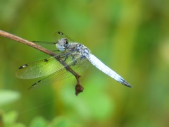 Palpopleura deceptor