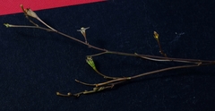 Wahlenbergia androsacea