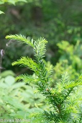 Taxus canadensis