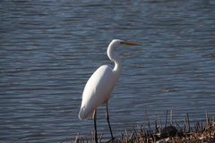 Ardea alba