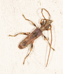 Tessaromma undatum