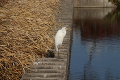 Ardea alba