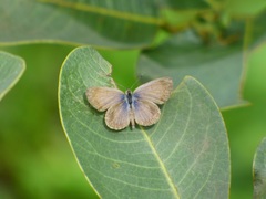 Zizeeria knysna knysna